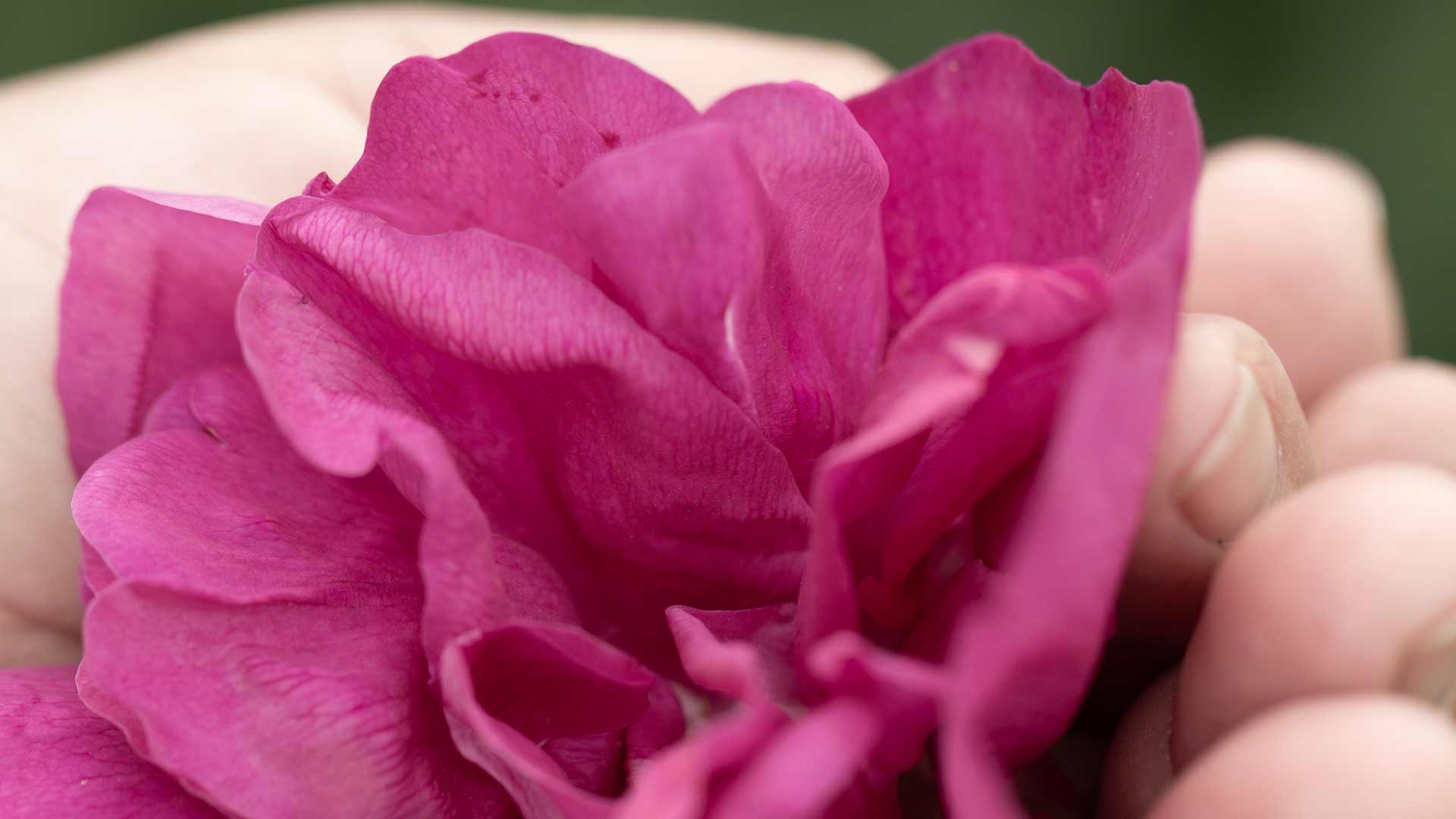 Magenkrebs und ganzheitlicher Krebs Spezialist Freiburg Magenkrebs und ganzheitlicher Krebs Spezialist Freiburg