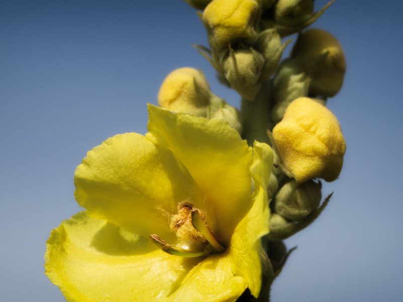 Spermidin